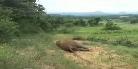 ஓசூர் காட்டுயானை உயிரிழப்பு - வனத்துறையினர் விசாரணை