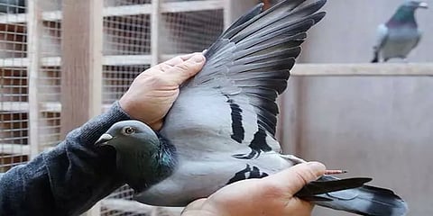 ஒரு புறா 14 கோடி ரூபாய்... ஐபிஎல்லை விஞ்சும் சீனர்களின் ஏலம்!