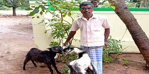 ஆட்டின் தலையுடன் போலீஸில் புகார்: காணாமல்போன ஆடுகளை மீட்ட விவசாயி