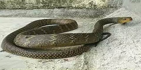 ஆவடி: வீட்டிற்குள் தஞ்சமடைந்த 7அடி நீள சாரைப் பாம்பு