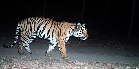 இணையைத் தேடும் ஆண் புலி... 3 ஆயிரம் கி.மீ நடந்த 'அதிசயம்'!