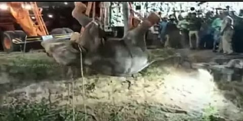 50 அடி ஆழம்... 15 மணி நேரப் போராட்டம் - கிணற்றிலிருந்து உயிருடன் மீட்கப்பட்ட யானை