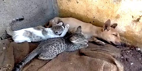 கள்ளக்குறிச்சி: இனம் கடந்த தாய்ப் பாசம்; பூனைக்கு பாலூட்டும் நாய்..!