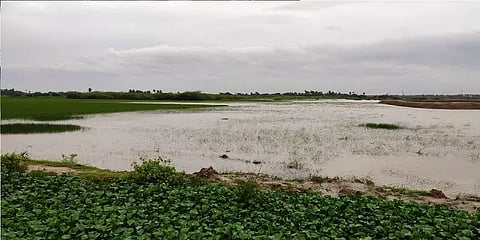கடலூர்: 800 ஏக்கர் நெல் பயிர்கள் நீரில் மூழ்கி நாசம்