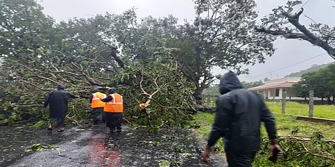 வேலூரில் பலத்த காற்றுடன் கனமழை: மொத்தமாக சாயும் வாழைமரங்கள்