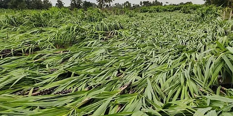 கடலூர்: நிவர் புயலின் சீற்றம்.. வாழை, பன்னீர் கரும்பு பயிர்கள் நாசம்