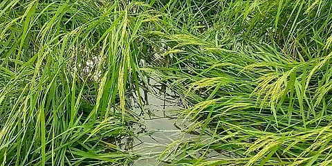 செங்கல்பட்டு: புயலால் 1,300 ஏக்கர் நெல் பயிர்கள் பால் கட்டும் நேரத்தில் முற்றிலும் சேதம்