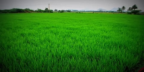 நிவர் புயல் எதிரொலி: காஞ்சிபுரத்தில் 3000 ஏக்கர் நெற்பயிர்கள் சேதம்