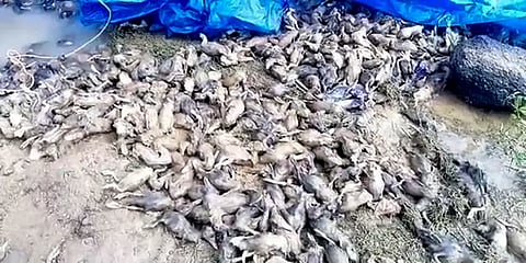 பாலாற்றில் வெள்ளம்: 11 ஆயிரம் வாத்துகள் பரிதாபமாக உயிரிழப்பு