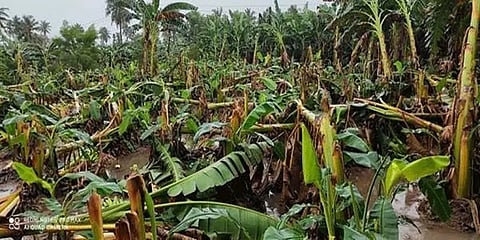 நிவர் துயர்: விவசாயிகளின் பேரிழப்புகள் பலரது கண்களுக்குத் தெரியாமல் போவது ஏன்?