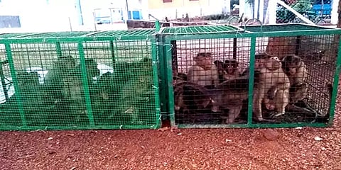 பொதுமக்களை அச்சுறுத்திய குரங்குகள்: கூண்டு வைத்து பிடித்த ஊராட்சி நிர்வாகம்