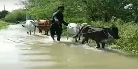 கிராமத்திற்குள் புகுந்த வெள்ளம்: கால்நடைகளுடன் கிராமத்தை விட்டு வெளியேறும் மக்கள்