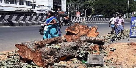 மரங்கள் குறைந்து கான்கிரீட் காடாகும் சென்னை! நகரின் தற்போதைய தேவை என்ன?
