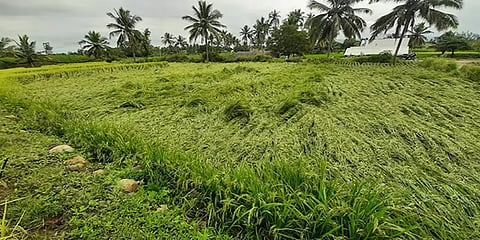 புயல் மழையால் சாய்ந்துகிடக்கும் நெற்பயிர்கள் - வேதனையில் தருமபுரி விவசாயிகள்