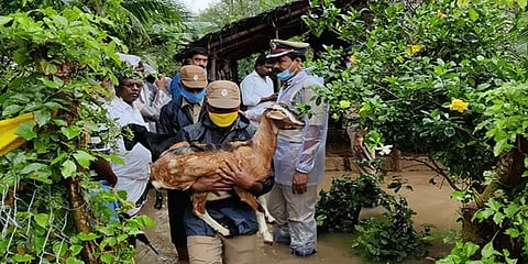 மழை வெள்ளத்தில் சிக்கிய ஆடுகள்: பத்திரமாக மீட்ட மத்திய மண்டல ஐ.ஜி.!