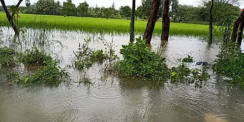 விளைநிலங்களை மூழ்கடித்த கனமழை: விவசாயிகள் வேதனையைக் காட்டும் 10 வீடியோ பதிவுகள்!