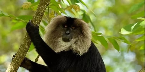 சோலை மந்திகளைக் கண்டால் என்ன செய்யவேண்டும்? - சில எளிய குறிப்புகள்!