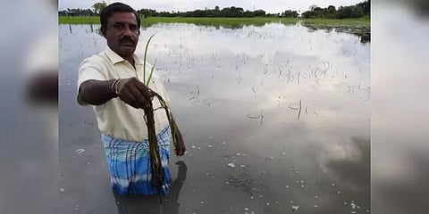 "2015-ஐ காட்டிலும் இந்த ஆண்டு பாதிப்பு அதிகம்!" - விவசாயிகளின் கண்ணீரும் கள நிலவரமும்