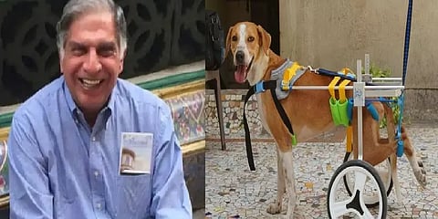 கால்களை இழந்த 'ஸ்ப்ரைட்'... உதவி கேட்டு உருகும் ரத்தன் டாடா!