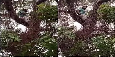 மரத்தில் ஏறி தூக்கிட்டு தற்கொலைக்கு முயன்ற கைதி - திருச்சி மத்திய சிறையில் பரபரப்பு