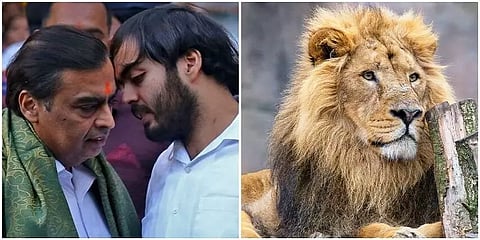 உலகின் மிகப்பெரிய உயிரியல் பூங்கா: குஜராத்தில் 2 ஆண்டுகளில் உருவாக்க ரிலையன்ஸ் திட்டம்!