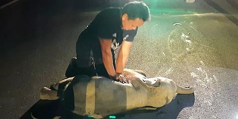 டூவீலர் மோதி மூச்சடைத்து விழுந்த குட்டி யானை - சிபிஆர் செய்து காப்பாற்றிய தன்னார்வலர்