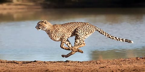 '2014-ல் 7,910... 2020-ல் 12,852...' - இந்தியாவில் சிறுத்தைகள் எண்ணிக்கை 60% உயர்வு!