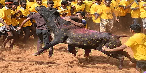 காளை சிலைக்கு மாலை, மக்களுக்கு இனிப்பு... - ஜல்லிக்கட்டு ஆர்வலர்கள் உற்சாகம்!