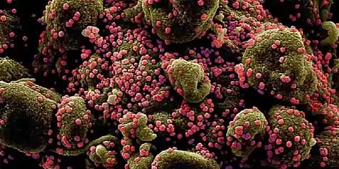 உருமாறிய புதிய கொரோனா வைரஸ்: எஸ்.ஓ.பி நடைமுறைகளை வெளியிட்டது மத்திய அரசு!