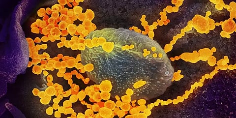 "கொரோனா தொற்றியவர்களை மீண்டும் 8 மாதத்திற்கு தாக்காது" - ஆய்வில் தகவல்