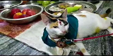 செல்லமாக வளர்க்கும் பூனைக்கு சீர்வரிசையுடன் சீமந்தம் - வைரலாகும் வீடியோ