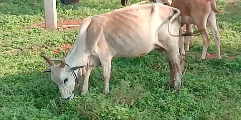 ராமநாதபுரம்: கால்நடைகளை தாக்கும் அம்மைநோய்; கவலையில் விவசாயிகள்