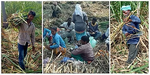 "எங்கள செய்தியா போட்டு என்ன பண்ண போறீங்க?" -கரும்பு வெட்டும் தொழிலாளர்களுடன் ஒரு சந்திப்பு