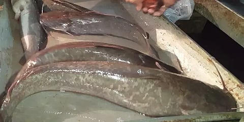 ஆப்பிரிக்க கெளுத்தி மீன்... புற்றுநோய் அபாயம்!- முழு தகவலுடன் எச்சரிக்கும் அரசு மருத்துவர்