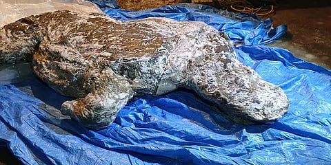 சைபீரியாவில் 50,000 ஆண்டுகள் முன்பு இறந்த காண்டாமிருகத்தின் உடல் கண்டெடுப்பு.!