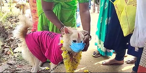 மயிலாடுதுறை: முகக்கவசம் அணிந்து புத்தாண்டு பூஜையில் கலந்து கொண்ட நாய்!