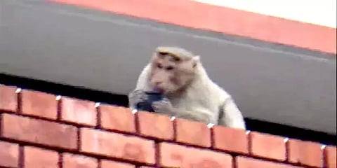 சேலம் மாவட்ட ஆட்சியர் அலுவலக வளாகத்தில் குரங்குகள் தொல்லை.. நடவடிக்கை எடுக்க கோரிக்கை!