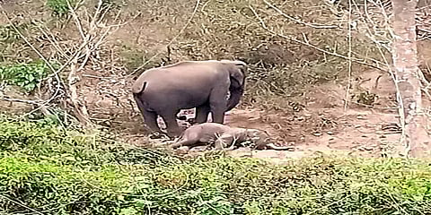 நீலகிரி: இறந்த குட்டியின் உடலை 4 நாட்களாக காத்து நிற்கும் தாய் யானையின் பாசப் போராட்டம்