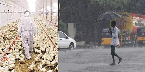 கேரளாவில் பறவைக்காய்ச்சல்... தமிழகத்தில் மழை... இன்னும் சில முக்கியச் செய்திகள்!