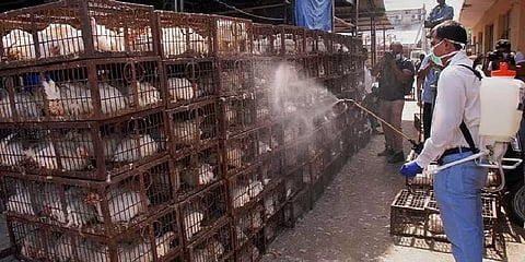 கேரளாவில் பறவைக்காய்ச்சல்: தமிழக எல்லையில் உஷார் நிலை!