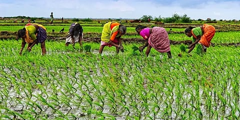 10 ஆண்டுகளில் இதுவே முதல்முறை: இந்தியாவிடம் அரிசி இறக்குமதி செய்யும் வியட்நாம்!