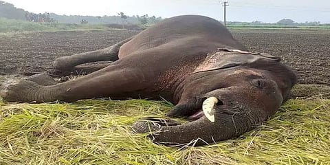 கோவை: மின்வேலியில் சிக்கி ஆண் யானை பரிதாப உயிரிழப்பு