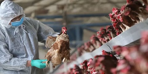 பறவைக் காய்ச்சல் : கண்காணிப்பு மையம் அமைத்தது மத்திய அரசு