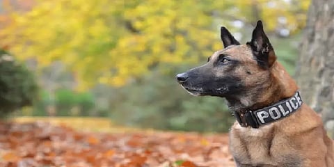 3 வயது சிறுமிக்கு பாலியல் வன்கொடுமை: தப்பியவரை மோப்ப நாய் உதவியுடன் கைது செய்த போலீஸ்!