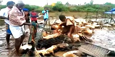 சங்கராபுரத்தில் ஓயாமல் கொட்டித் தீர்த்த கனமழை - பரிதாபமாக உயிரிழந்த 300 ஆடுகள்