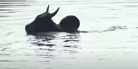 ஜல்லிக்கட்டு மாடுபிடி வீரர்கள், காளைகளுக்கான முன்பதிவு தேதி அறிவிப்பு