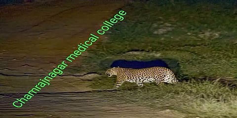 சாம்ராஜ்நகர் மருத்துவக் கல்லூரியில் சிறுத்தை நடமாட்டம்: மாணவர்கள் அச்சம்