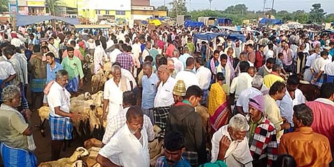 திருச்சி: சூடுபிடித்த பொங்கல் வியாபாரம்.. ரூ. 1 கோடிக்கு விற்பனையான ஆடுகள்