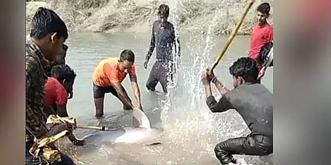 அரிய டால்பின் மீனை கொடூரமாக கட்டையால் தாக்கி கொன்ற இளைஞர்கள் : வைரலான வீடியோ