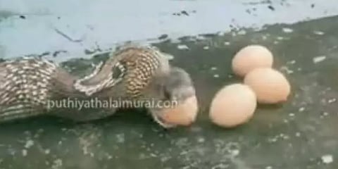 கடலூர்: கோழியை கொன்று முட்டைகளை விழுங்கும் பாம்பு - சிசிடிவி காட்சி